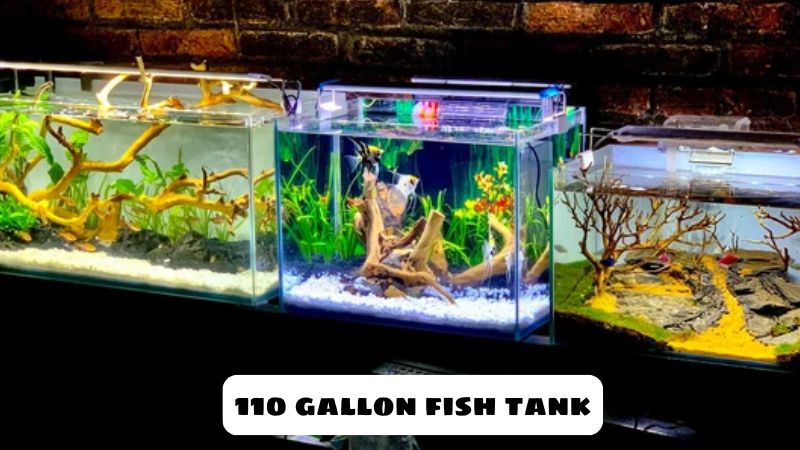 The Ultimate Guide To Setting Up A 110 Gallon Fish Tank