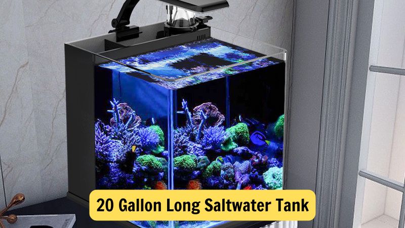 20 Gallon Long Saltwater Tank