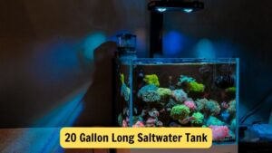 20 Gallon Long Saltwater Tank: Perfect Choice For Small Spaces