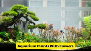 The Beauty Of Aquarium Plants With Flowers