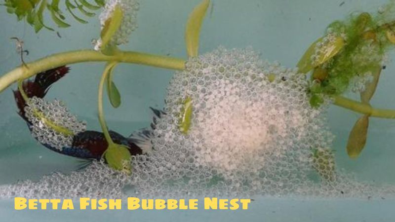 Betta Fish Bubble Nest