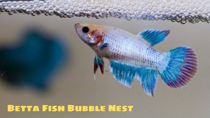 Discover The Characteristics: Betta Fish Bubble Nest