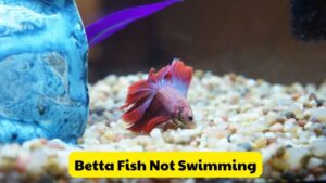 Understanding Why Your Betta Fish Not Swimming