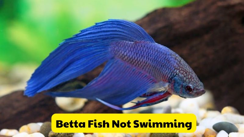 Betta Fish Not Swimming