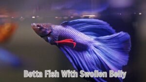 Betta Fish With Swollen Belly: Cause And Solution