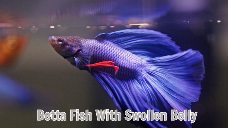 Betta Fish With Swollen Belly: Cause And Solution