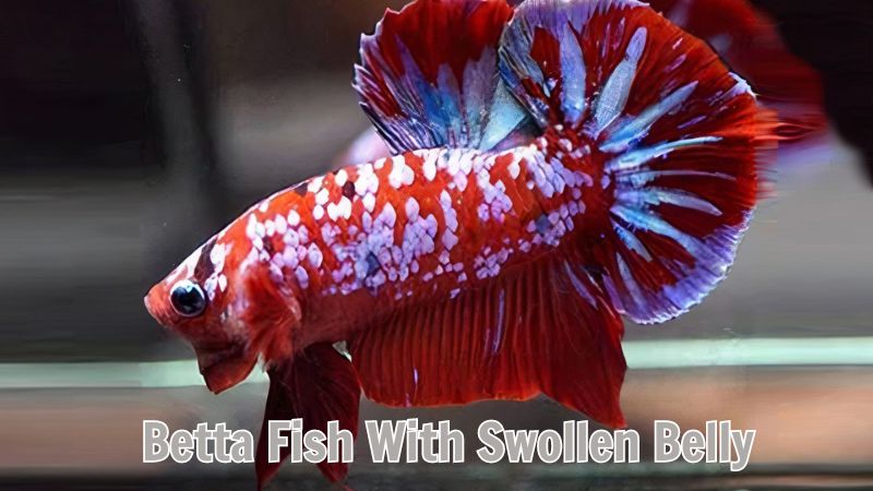 Betta Fish With Swollen Belly