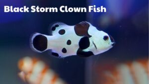 Feeding And Care Instructions: Black Storm Clown Fish