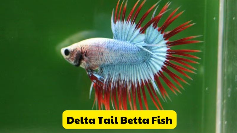 Delta Tail Betta Fish