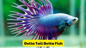 Characteristics Delta Tail Betta Fish