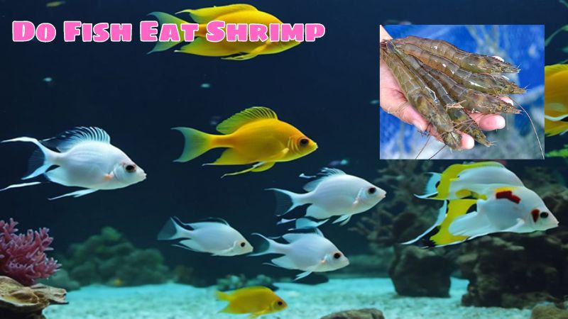 Do Fish Eat Shrimp? Exploring Critical Ecological Relationships