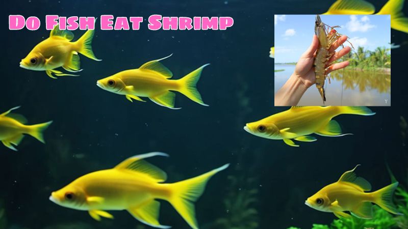 Do Fish Eat Shrimp