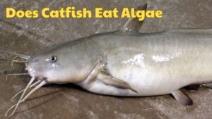 Does Catfish Eat Algae – Discover Their Diet