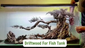 Driftwood For Fish Tank: Natural Solution For A Vibrant Fish Tank