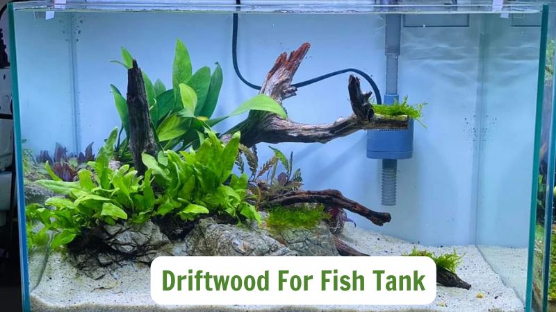 Driftwood For Fish Tank