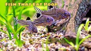 Fish That Eat Poop: Role In Aquatic Ecosystems