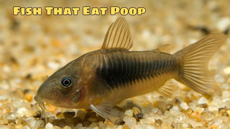 Fish That Eat Poop