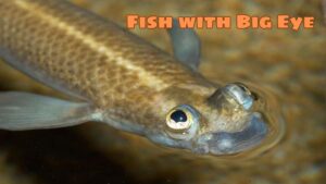 Fish with Big Eye: Adaptations and Survival Strategies