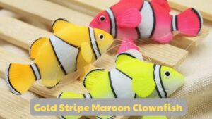 Caring For Gold Stripe Maroon Clownfish: Tips And Best Practices