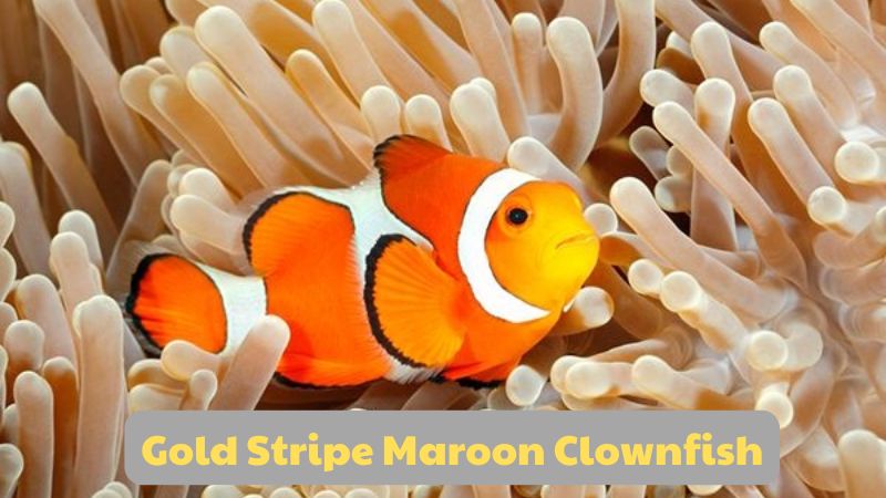 Gold Stripe Maroon Clownfish