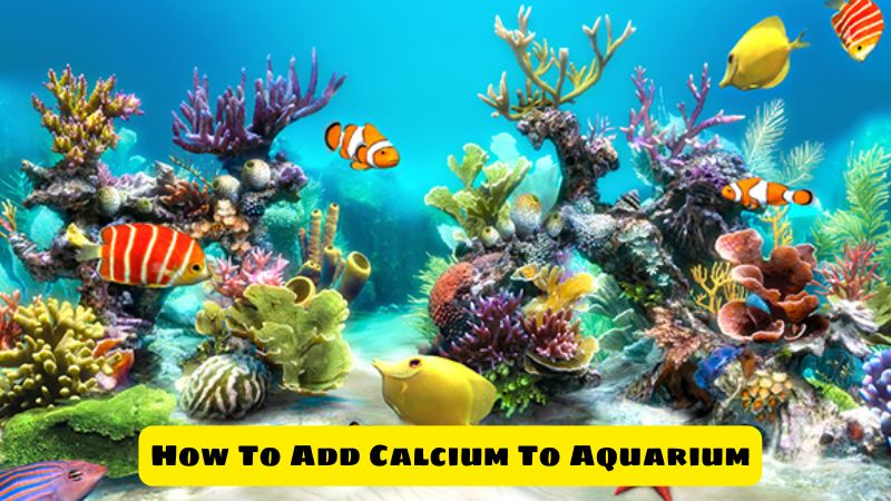 How To Add Calcium To Aquarium