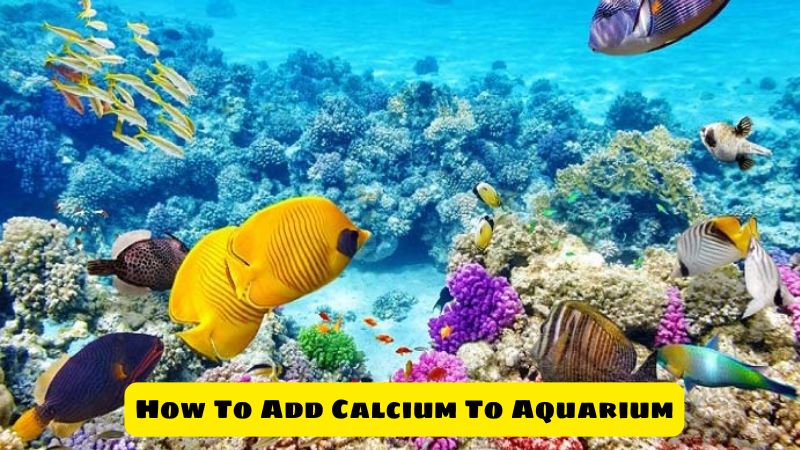 How To Add Calcium To Aquarium Water For Healthier Fish