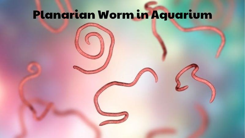 Planarian Worm in Aquarium