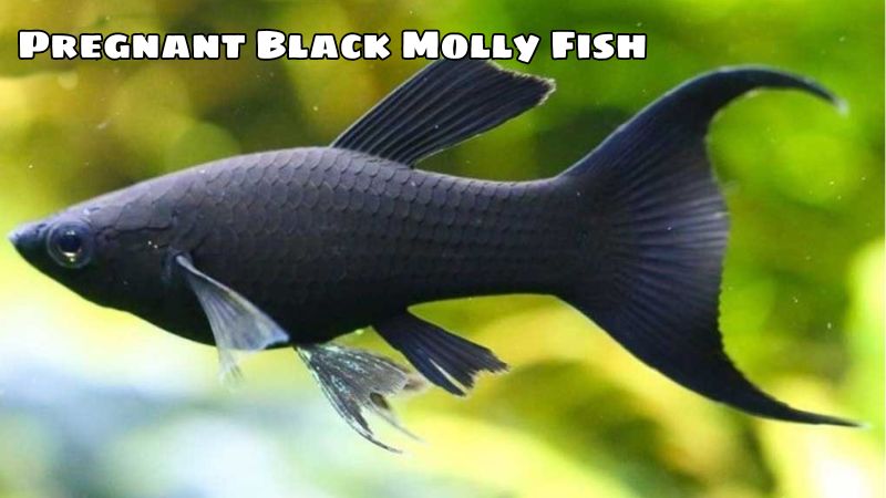 Pregnant Black Molly Fish