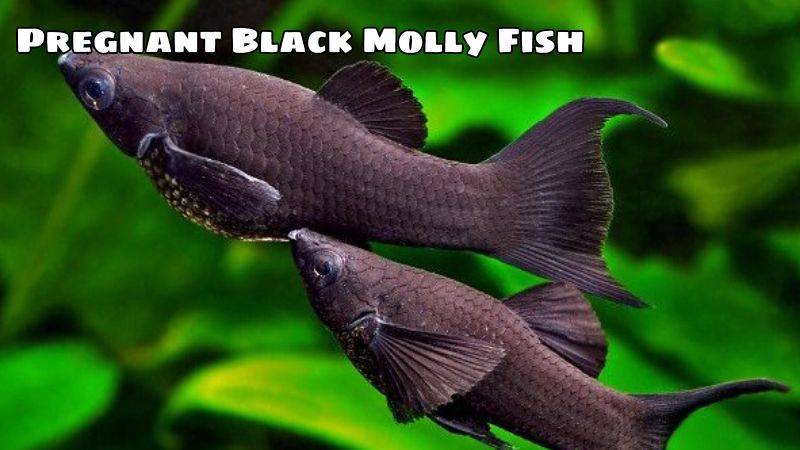 Pregnant Black Molly Fish: Signs And Care Measures