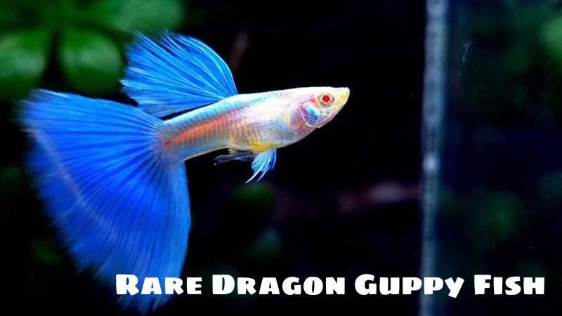 Rare Dragon Guppy Fish