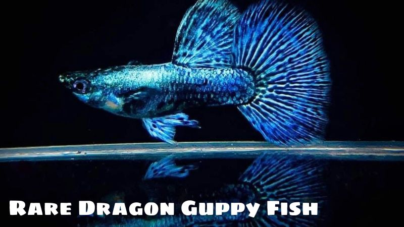 Rare Dragon Guppy Fish: Unique Beauty And Value