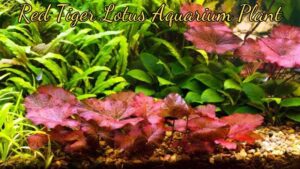 Red Tiger Lotus Aquarium Plant: A Stunning Addition to Your Tank