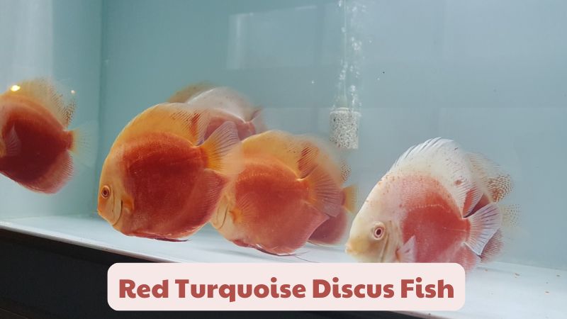 Red Turquoise Discus Fish