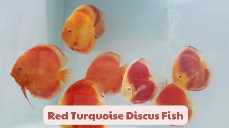 Red Turquoise Discus Fish: Care and Characteristics