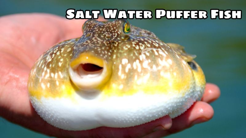 Discover Salt Water Puffer Fish: Characteristics and Toxins