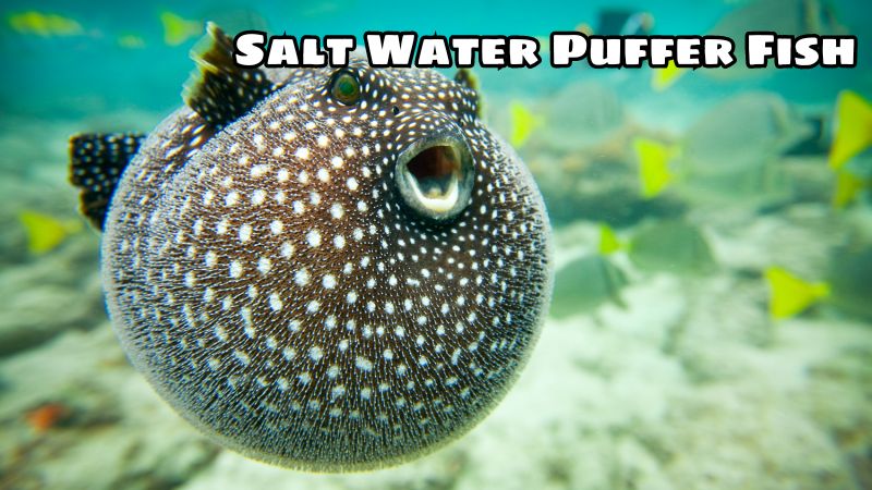 Salt Water Puffer Fish