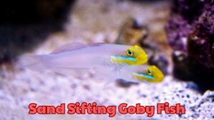 Exploring the Unique Adaptations of Sand Sifting Goby Fish