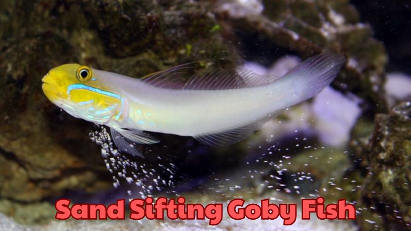 Sand Sifting Goby Fish