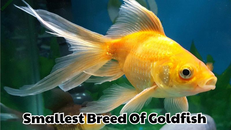 Discover The Smallest Breed Of Goldfish: Characteristics And Advantages