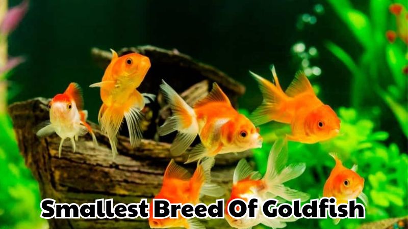 Smallest Breed Of Goldfish