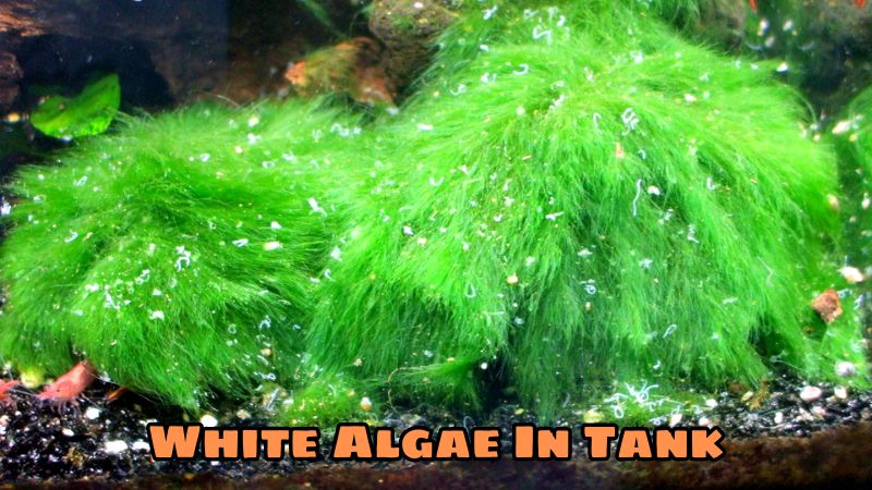 White Algae In Tank