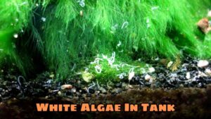 Understanding White Algae In Tank: Causes And Solutions