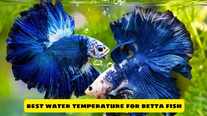 best water temperature for betta fish