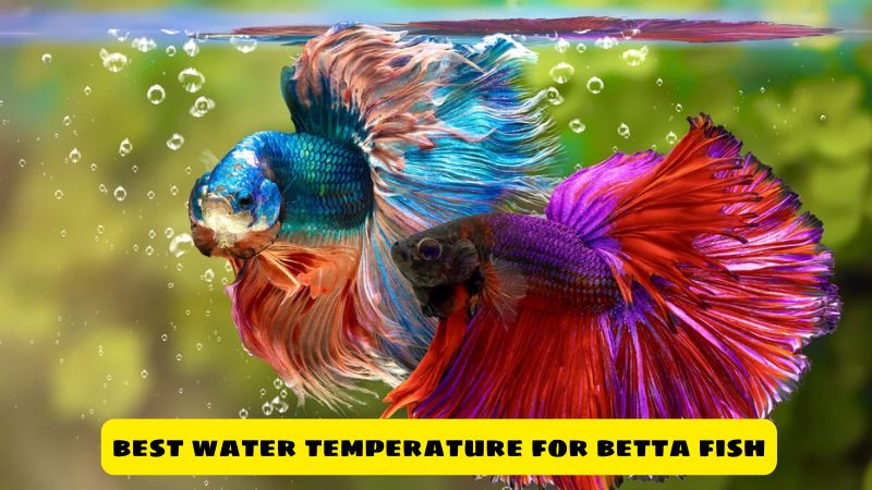 Best Water Temperature For Betta Fish