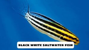 Black White Saltwater Fish: Meaning For Humans