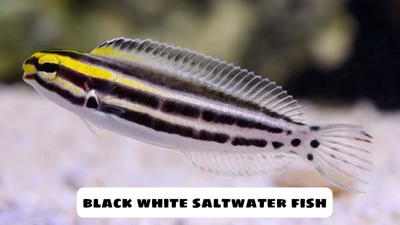 black white saltwater fish