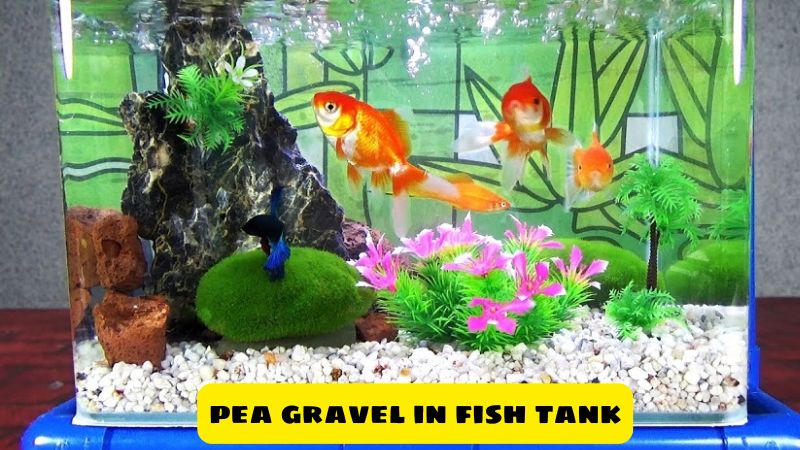 Maintaining Water Quality with Pea Gravel in Fish Tank