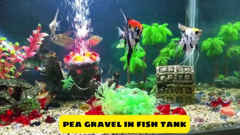 pea gravel in fish tank