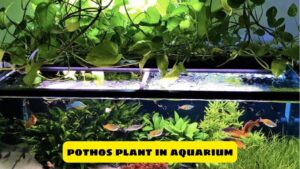 The Benefits of Adding a Pothos Plant in Aquarium