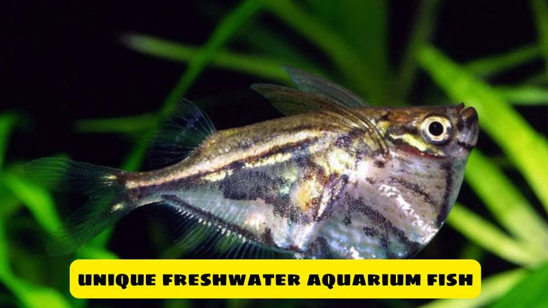 unique freshwater aquarium fish